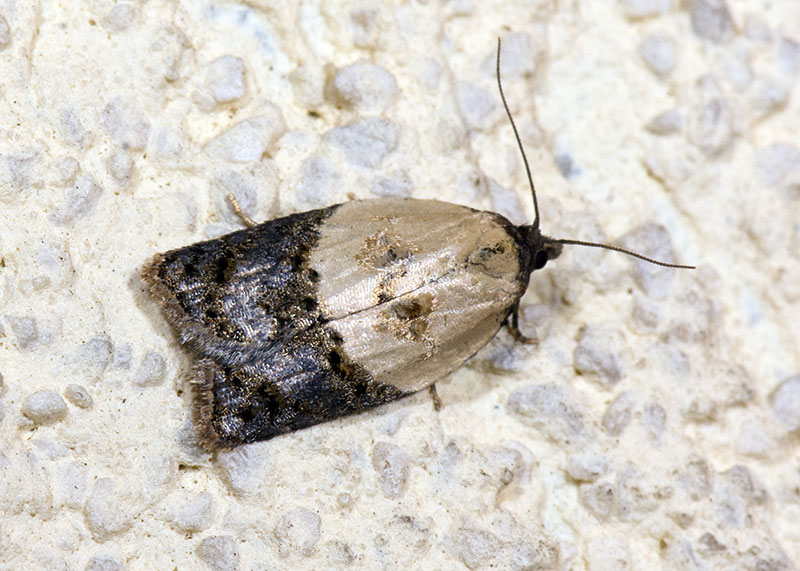 Tortricidae Acleris Variegana